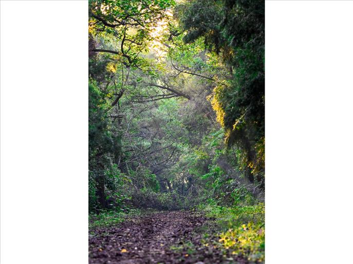 India moves up to position nine globally in forest area; continues to rank number 3 in Annual Forest Gain